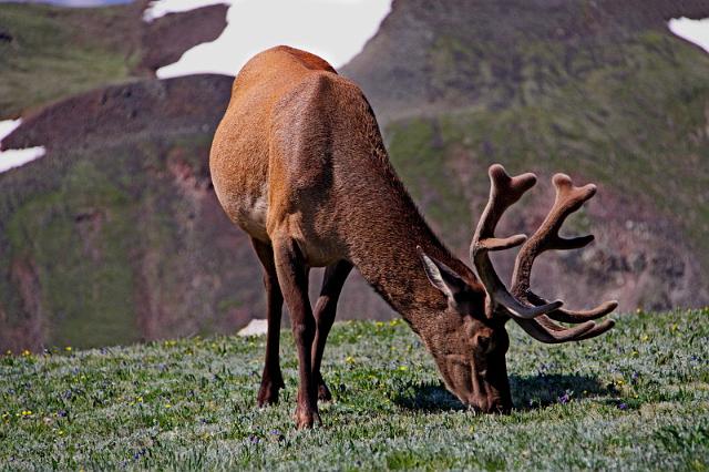 141 rocky mountains, wapiti hert.JPG